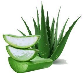 Aloe Vera
