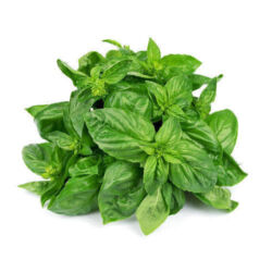 Basil herb