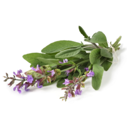 Clary sage