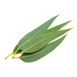 Eucalyptus Oil