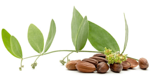 Jojoba Oil