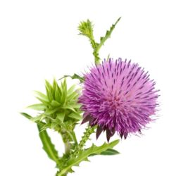 Milk Thistle