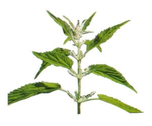Stinging nettle