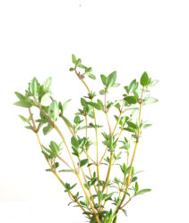 Thyme herb