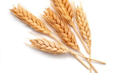 Wheat Protein Wheat Protein